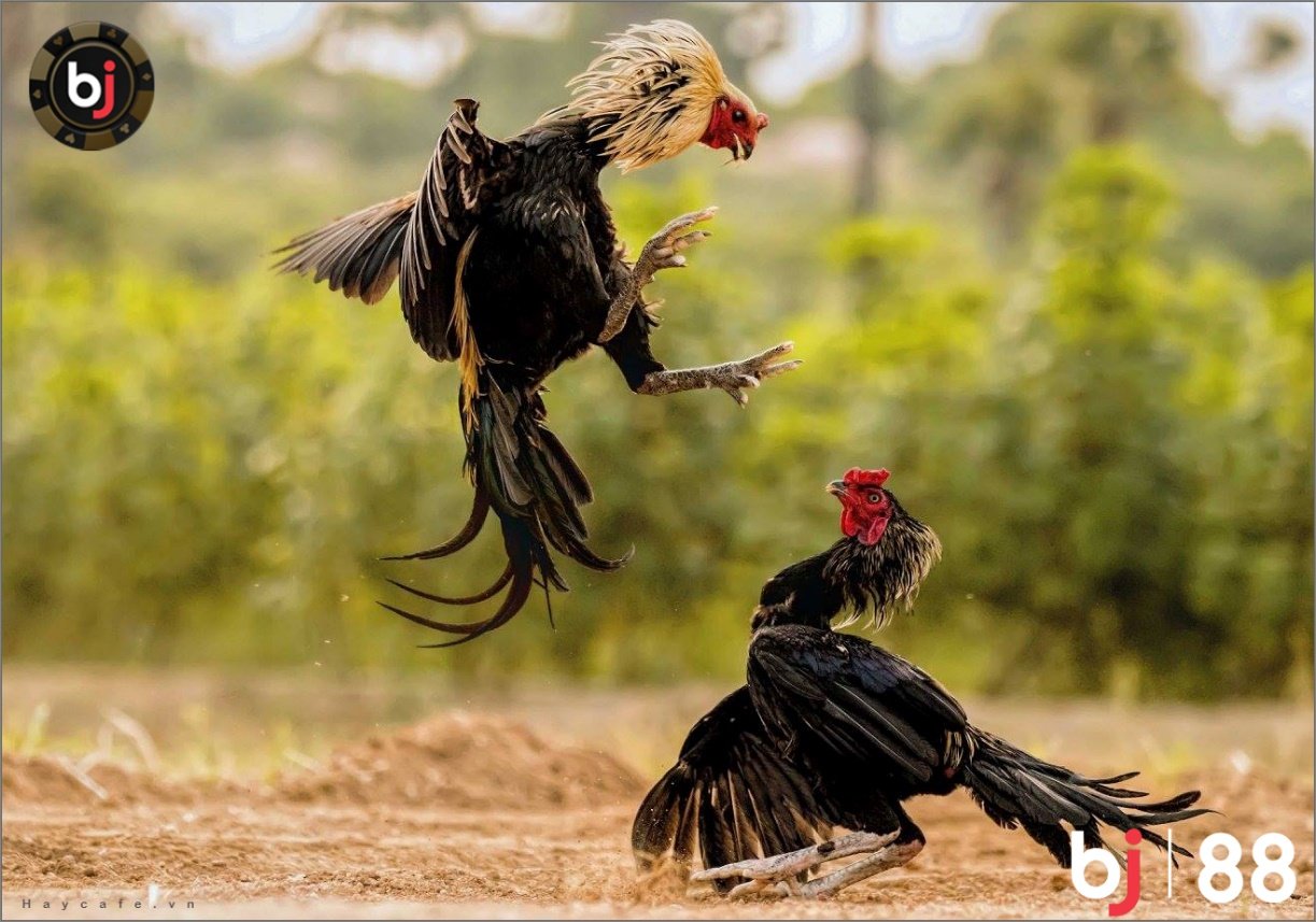 5 BƯỚC NHẬN BIẾT GÀ ĐÁ HAY VÀ HIỆU QUẢ BJ88 5 đá gà