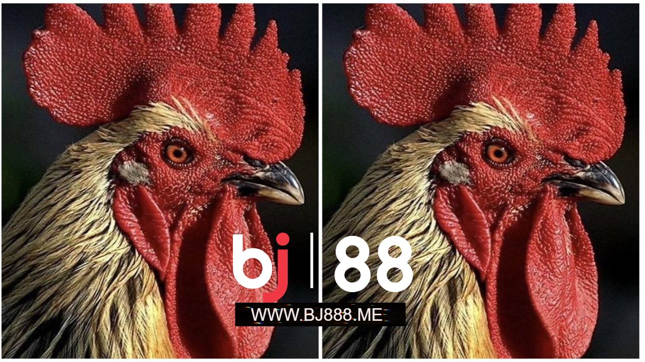 5 BƯỚC NHẬN BIẾT GÀ ĐÁ HAY VÀ HIỆU QUẢ BJ88 1 ĐÁ GÀ