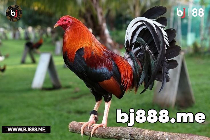 5 BƯỚC NHẬN BIẾT GÀ ĐÁ HAY VÀ HIỆU QUẢ BJ88 2 đá gà