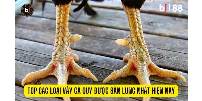 5 BƯỚC NHẬN BIẾT GÀ ĐÁ HAY VÀ HIỆU QUẢ BJ88 3 đá ga