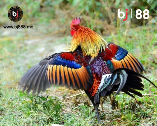 5 BƯỚC NHẬN BIẾT GÀ ĐÁ HAY VÀ HIỆU QUẢ BJ88 4 đá gà