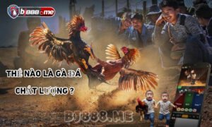 đá gà trực tiếp