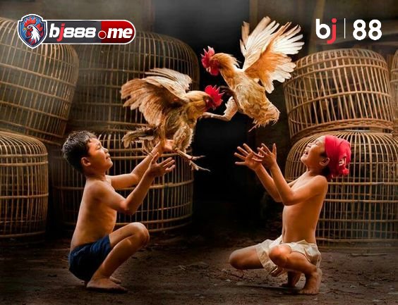 PHÂN BIỆT GÀ ĐÁ CHẤT LƯỢNG 1 đá gà thomo