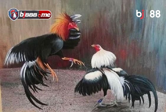 PHÂN BIỆT GÀ ĐÁ CHẤT LƯỢNG 3 đá gà thomo