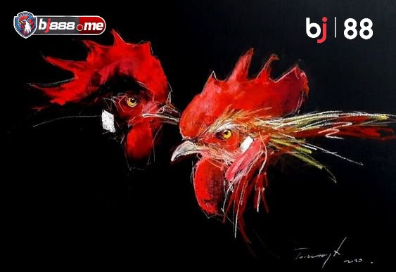 PHÂN BIỆT GÀ ĐÁ CHẤT LƯỢNG 2 đá gà thomo