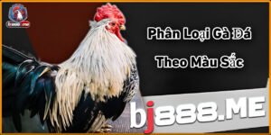 Untitled Project 2024 01 22T103223.305