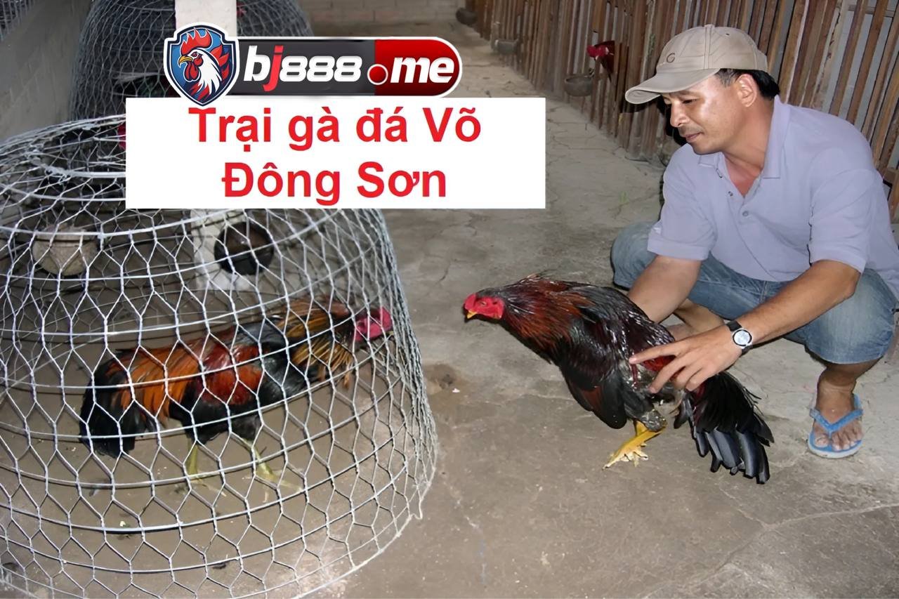TOP 5 TRẠI GÀ LỚN NHẤT HIỆN NAY 5 trại gà đá võ đông sơn