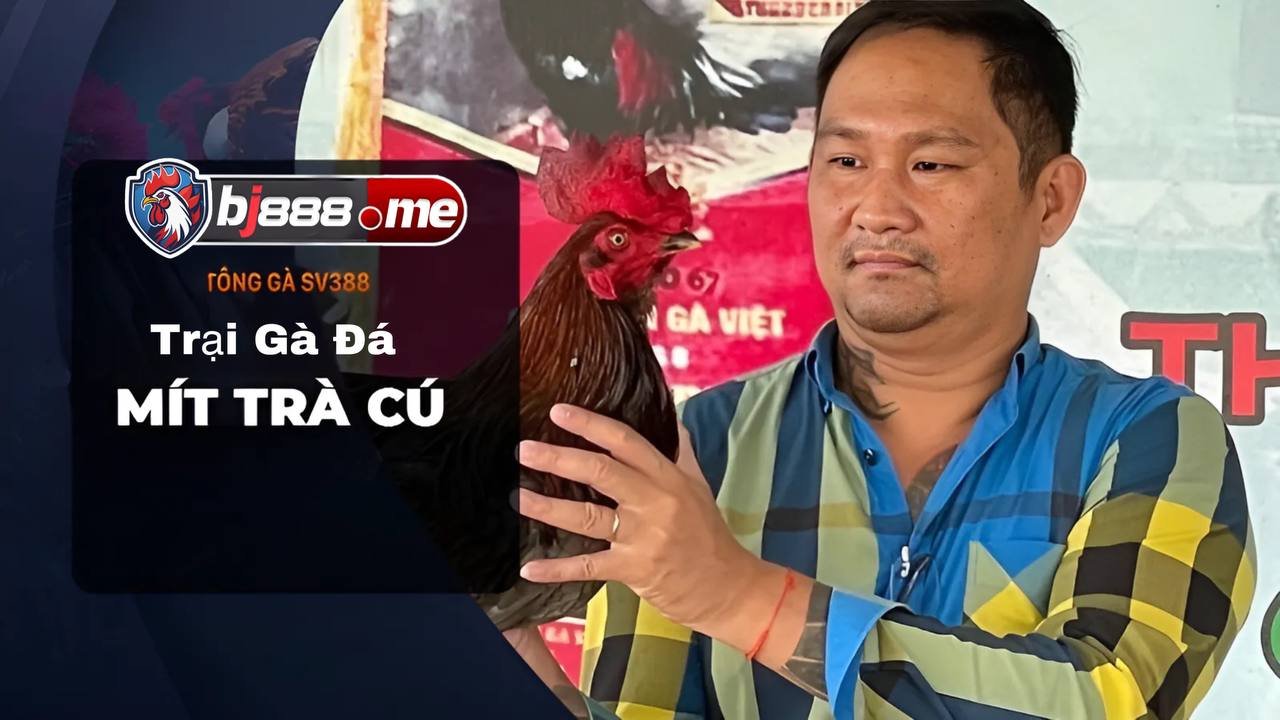 TOP 5 TRẠI GÀ LỚN NHẤT HIỆN NAY 4 Trại Gà đá Mít Trà Cú