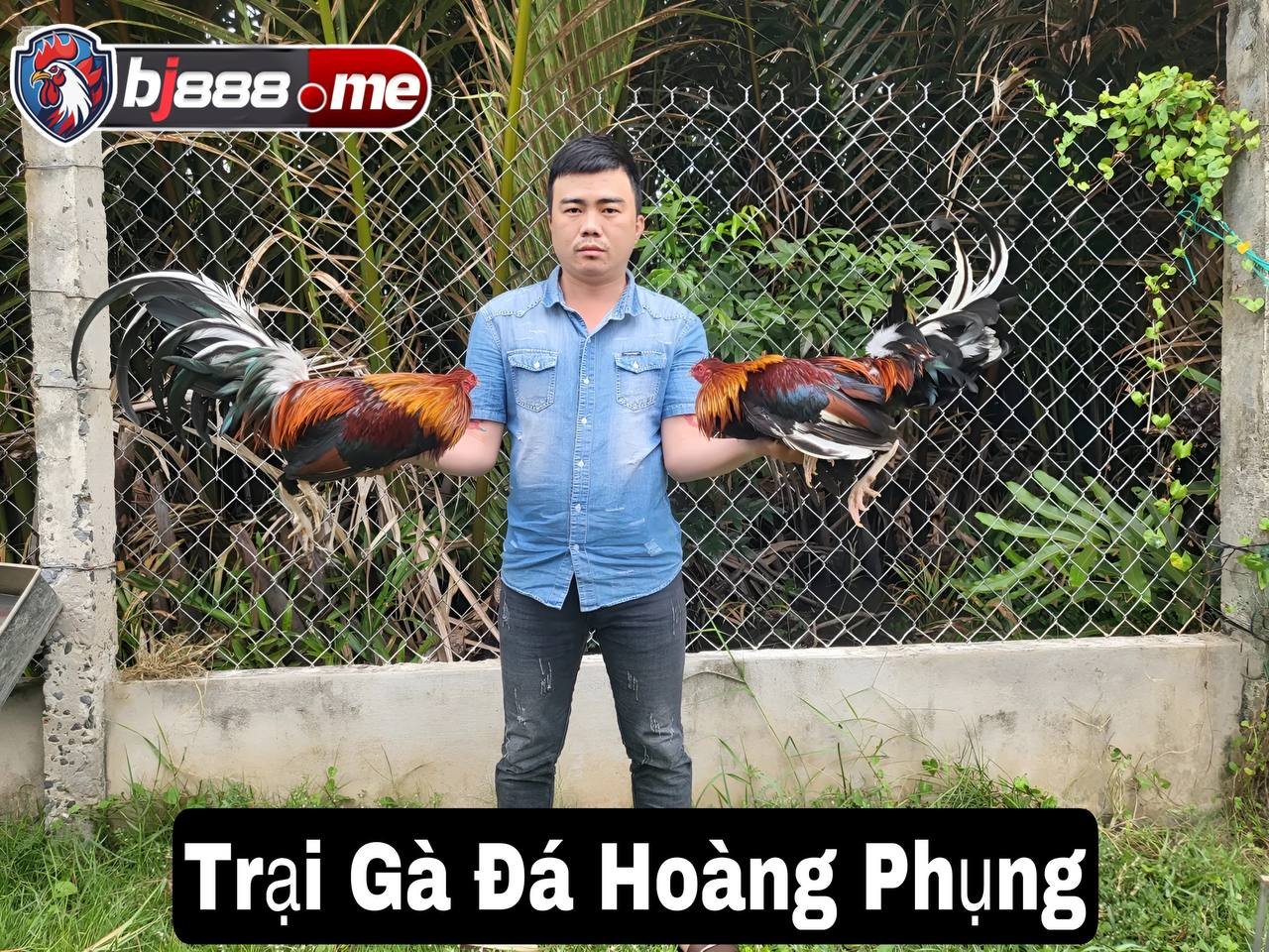 TOP 5 TRẠI GÀ LỚN NHẤT HIỆN NAY 1 Trại gà đá Hoàng Phụng