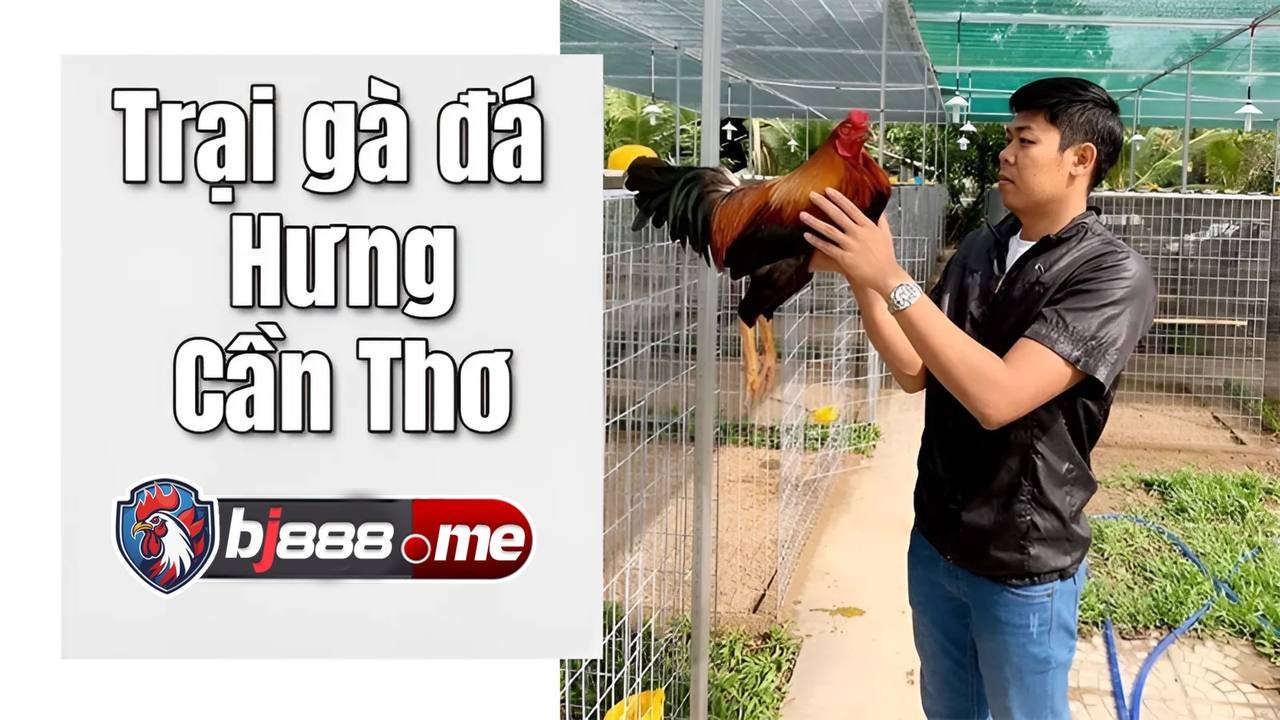 TOP 5 TRẠI GÀ LỚN NHẤT HIỆN NAY 3 Trại gà Hưng Cần Thơ
