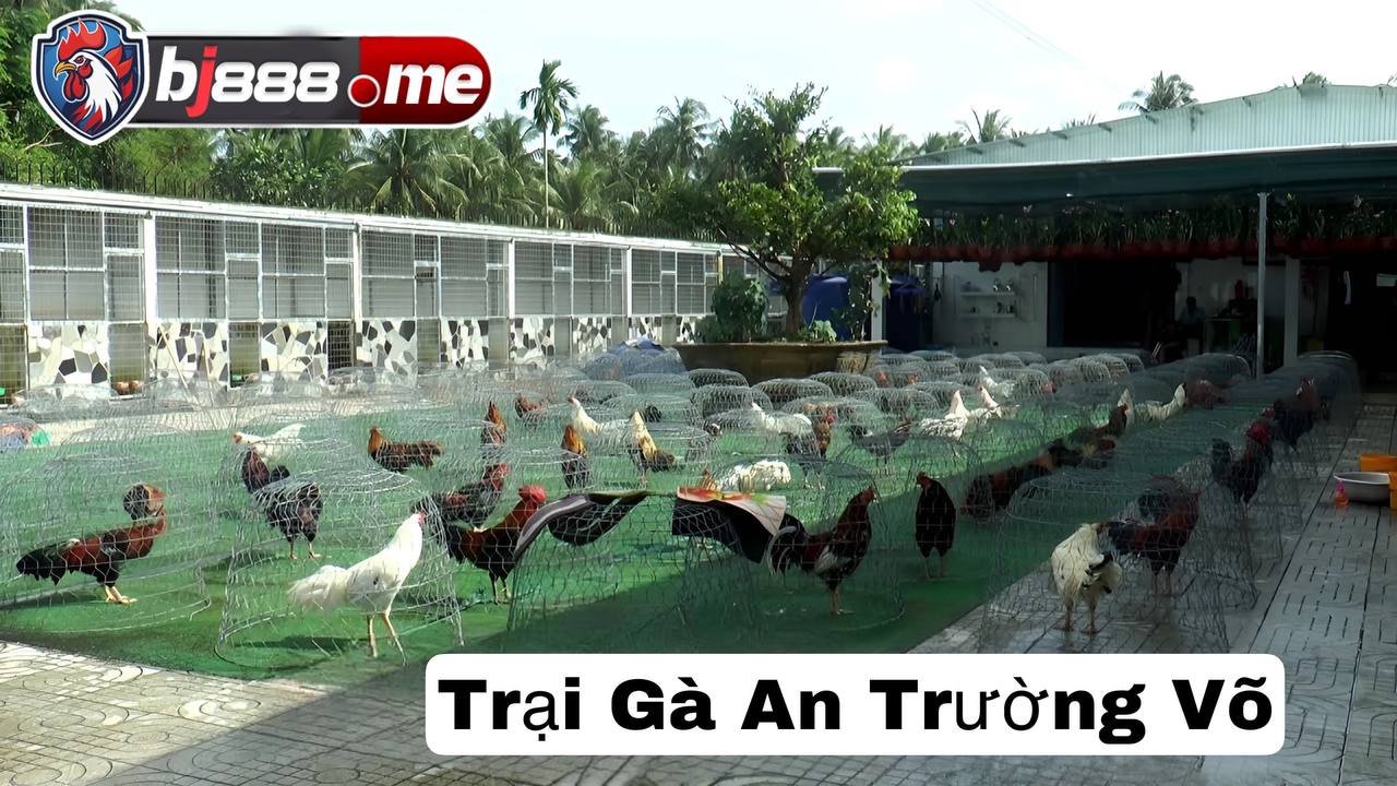 TOP 5 TRẠI GÀ LỚN NHẤT HIỆN NAY 2 Trai gà Trường An Võ
