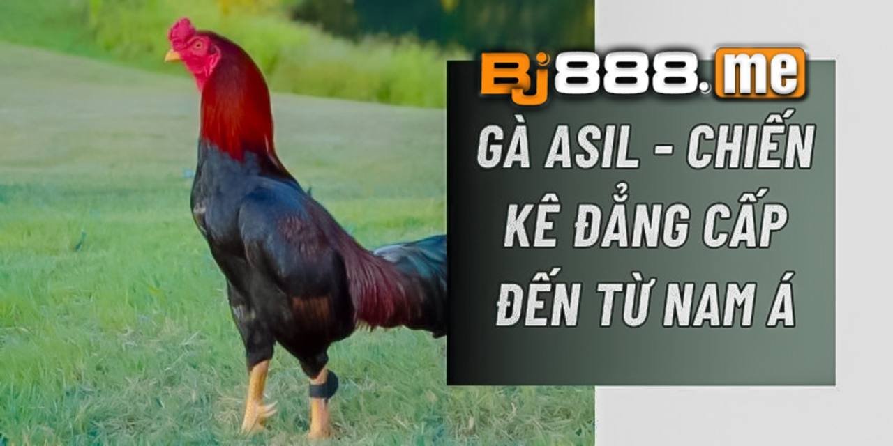 gà asil 
