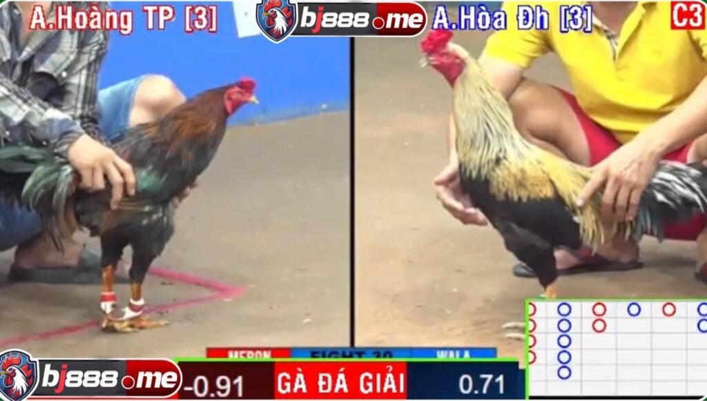 Đá Gà Trực Tiếp CPC3 2 đá gà bj888