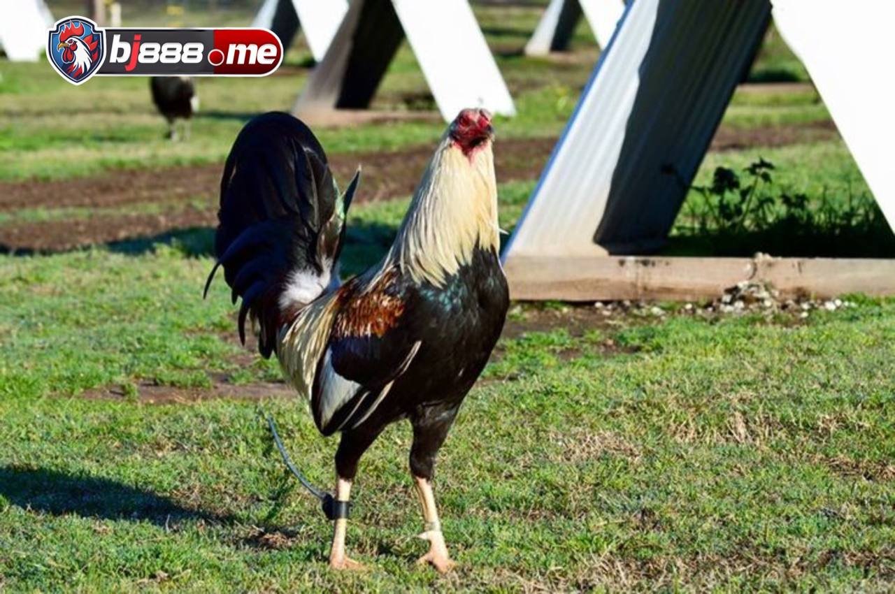 đá gà bj88