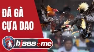 đá gà bj888