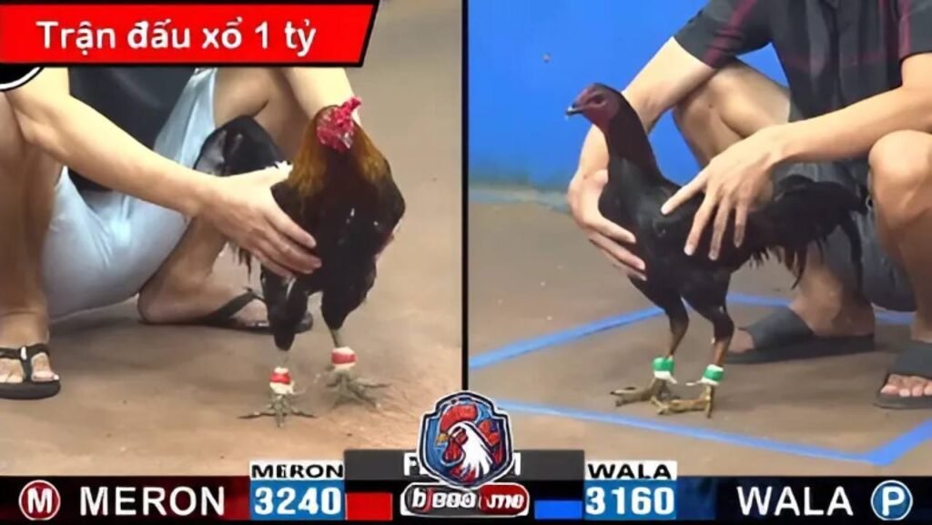 Đá Gà Trực Tiếp Thomo Hôm Nay Trải Nghiệm Đỉnh Cao Cùng BJ888 3 Casino 888