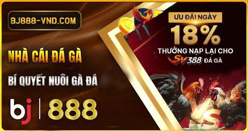 Bí Quyết Nuôi Gà Đá Khỏe Mạnh và Săn Chắc Cùng BJ888 2 Bí quyết nuôi gà đá khoẻ