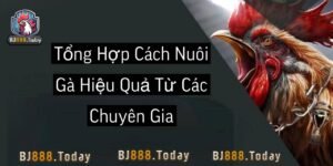 cách nuôi gà hiệu quả