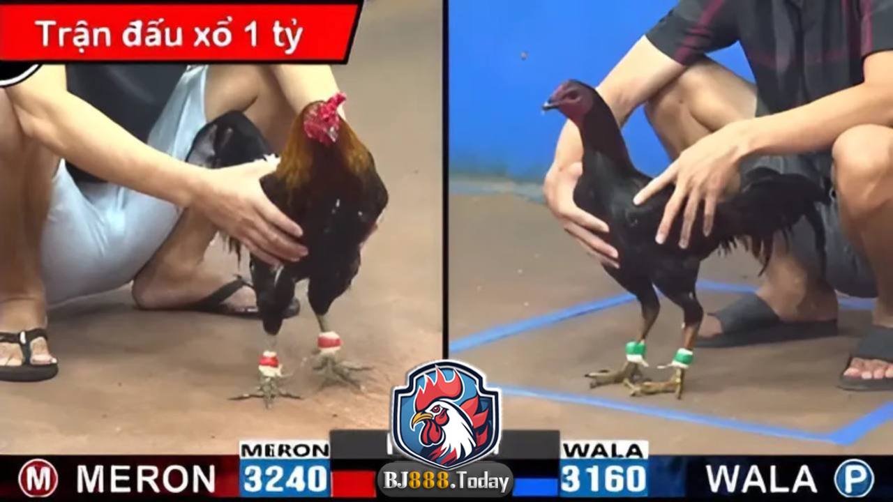 Hướng Dẫn Cá Cược Đá Gà Trực Tuyến Tại BJ88 - Nơi Đáng Tin Cậy Số 1 Tại Việt Nam 2 đá gà cựa sắt