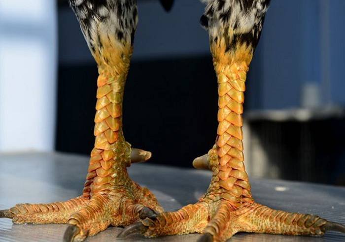 Vảy Liên Giáp Là Gì? Cách Nhận Biết Vảy Gà Liên Giáp 1 Vảy gà liên giáp