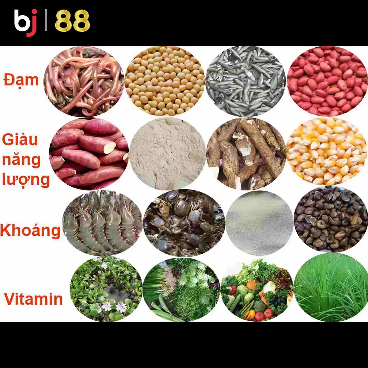 Thức ăn cho gà đá