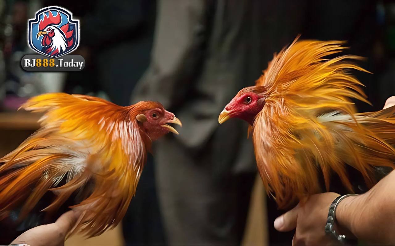 Cách Phối Giống Gà Đá Để Tạo Ra Chiến Binh Bất Bại 1 Phối giống gà đá