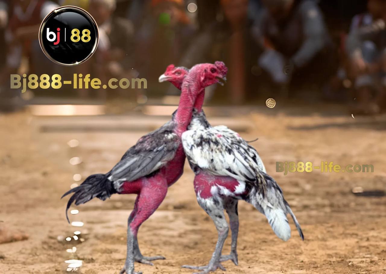 Khám Phá Những Lối Đá Gà Chọi Đặc Trưng Và Kỹ Thuật Chiến Đấu Đỉnh Cao 3 Lối đá ôm đấm