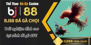 bj888 đá gà chọi