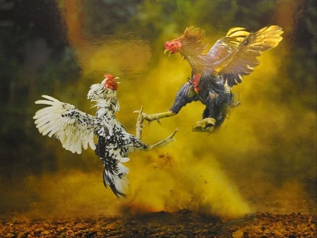 Đá Gà Mỹ Cựa Dao – Những Bí Ẩn Và Sự Hấp Dẫn Tại BJ88 1 Chơi đá gà mỹ dễ hay khó