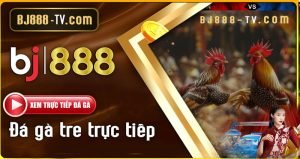 Đá gà tre trực tiếp tại BJ888