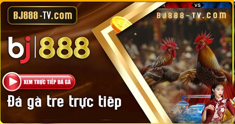 ĐÁ GÀ TRE TRỰC TIẾP tại BJ888 2 Đá gà tre trực tiếp tại BJ888