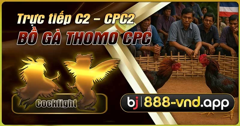 Trực tiếp đá gà C2 - CPC2: Cập nhật mới nhất các trận đá gà hôm nay 2 Gây cấn từng trận đá gà C2 tại BJ888