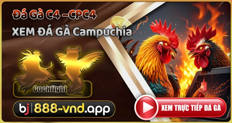 Đá Gà C4 - CPC4 Trực Tiếp Hôm Nay Tại BJ888 Uy Tín Số 1 1 Đá gà C4 - CPC4