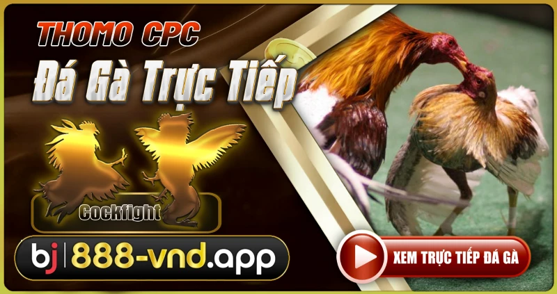 Đá Gà Trực Tiếp Thomo - Xem Đá Gà Campuchia 1 Đá gà trực tiếp thomo hôm nay
