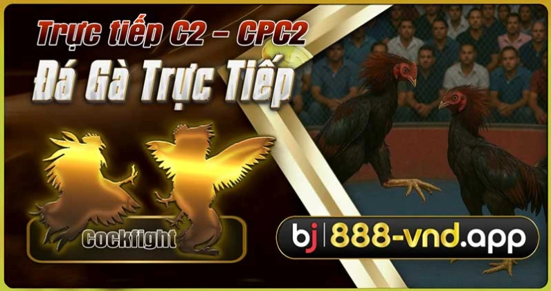 Trực tiếp đá gà C2 - CPC2: Cập nhật mới nhất các trận đá gà hôm nay 1 Trực tiếp đá gà C2 - CPC2